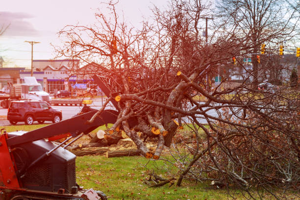 How Our Tree Care Process Works  in  Toledo, OH